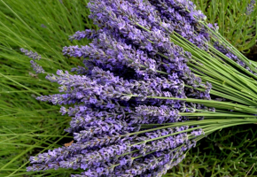 lavender-flowers-bouquets-greens-wallpaper