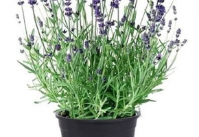 muda-de-lavanda-inglesa-em-vaso-D_NQ_NP_992284-MLB31463223824_072019-F